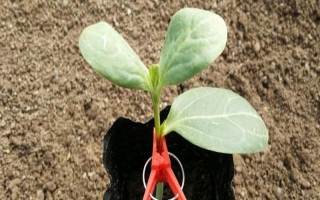 西瓜的嫁接砧木要注意什么，需具備抗病能力、適應(yīng)能力與親和性