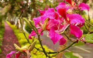 紫荊花秋季能修剪嗎，天氣暖和適合修剪