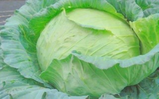 什么是圓白菜，通常是指甘藍(lán)