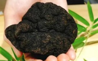 黑松露是什么，是一種生長于地下的野生食用真菌