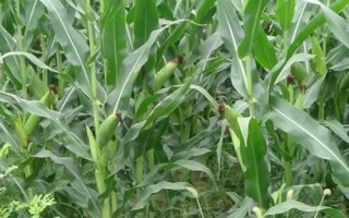 大玉糯4號（試驗名稱：大玉糯4號）玉米種子簡介，適時調(diào)整播期
