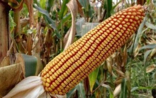 愛瑞特961玉米種子介紹，大喇叭口期防治玉米螟蟲