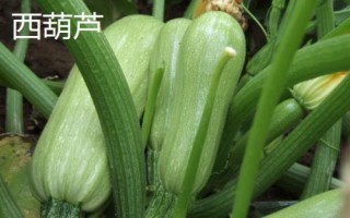 西葫蘆和小南瓜的區(qū)別，顏色和外形均不同