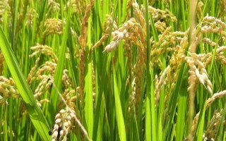 綿優(yōu)8113水稻種子簡介，全生育期164天