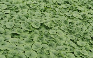 種植苦瓜的時間和方法，北方地區(qū)3-4月份可在棚內(nèi)育苗、長江流域在3月份播種