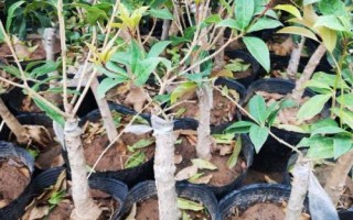 桂花的嫁接技術(shù)，3-5月份以及10月份均可進(jìn)行