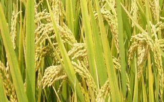 徽兩優(yōu)996水稻種子特征特性，全生育期平均132.4天