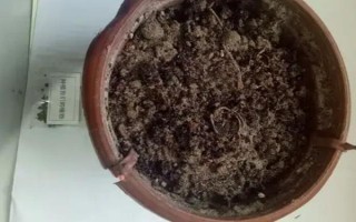 盆栽草莓苗怎么定植，將根系埋入土壤中再壓實(shí)澆水