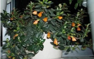 金魚吊蘭簡介，屬多年生草本植物