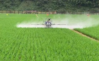 稻縱卷葉螟什么時候防治效果好，7月上中旬至8月中旬進(jìn)行