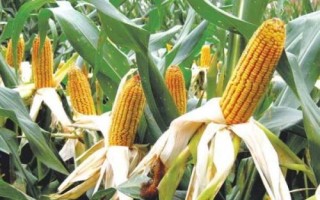 葫玉909玉米品種的特性，應(yīng)選擇肥力較好的地塊種植