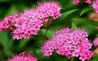 繡線菊的品種介紹，常見的有金山繡線菊、日本繡線菊等