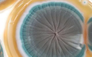 食用菌青霉菌的發(fā)生癥狀，會分泌毒素造成食用菌菌絲死亡