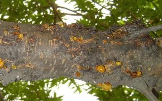 如何防治桃樹(shù)流膠病，冬季做好防寒措施