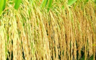 邦兩優(yōu)香占水稻品種簡介，全生育期136.8天