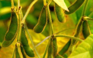 牡豆10大豆種子特征特性，高油大豆品種