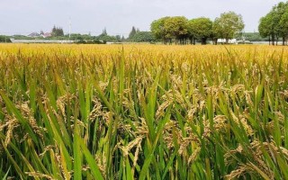 科德優(yōu)118水稻種子簡介，每畝有效穗數(shù)17.4萬