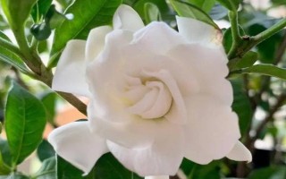 梔子花有沒(méi)有黃色的，黃色的梔子花是突變品種