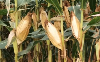 倍易收66玉米種簡(jiǎn)介，適宜播期為6月10日～20日