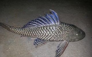 清道夫魚的價格，會受到品種、規(guī)格等條件的影響