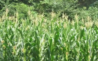 極峰17玉米種子簡介，生育期104天左右