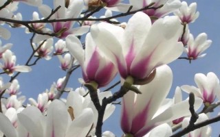 白玉蘭的形態(tài)特征，高達(dá)17米且胸徑達(dá)到30厘米