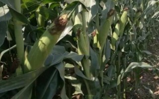 恒玉1號玉米種子特點，適宜播期6月上中旬
