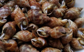 黃螺的產(chǎn)地，主要產(chǎn)自于東南沿海