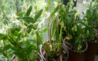 怎么養(yǎng)石斛，水分要一次性的給飽