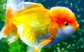 雌雄金魚如何區(qū)分，雄魚瘦長(zhǎng)、雌魚短圓