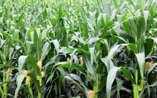 奧邦A(yù)6玉米種子特征特性，4月下旬至5月上旬播種