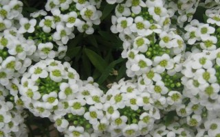 香雪球的播種時(shí)間，北方地區(qū)一般在3月份播種