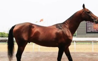 汗血寶馬介紹，其祖先是生長在戈壁地帶的野馬