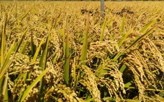 富兩優(yōu)508水稻種子特征特性，一般在4月下旬至5月上旬播種