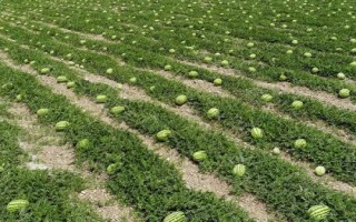 寧夏硒砂瓜為啥不讓種，隨著種植年限的增長會(huì)讓土壤的水肥快速流失