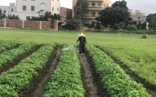 花生病蟲害防治方法，常見病害有莖腐病、根腐病等