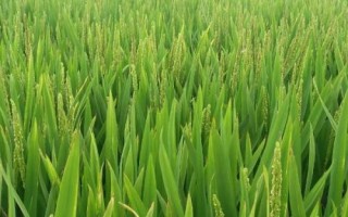 華浙優(yōu)281水稻品種簡(jiǎn)介，秈型三系雜交中稻遲熟品種