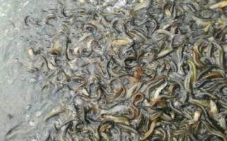 怎么快速培育泥鰍苗種，投放前要蓄水施肥、放苗后要提供充足的食物