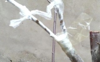 李子樹苗的品種推薦，脆紅李和胭脂李市場認(rèn)可度高