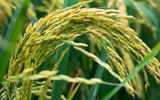 上師大19號(hào)水稻品種的特性，全生育期160.9天