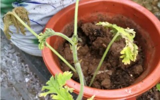 驅(qū)蚊草的盆栽方法，生長期和盛花期要定期追施肥液