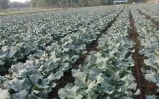西蘭花的養(yǎng)護條件，生長溫度最低不可低于5℃