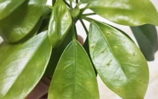 鵝掌木怎么養(yǎng)，每隔5-10天給植株澆水一次