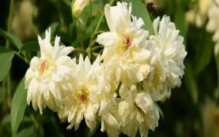 為什么木香花不能種，是由于其耐寒性較差