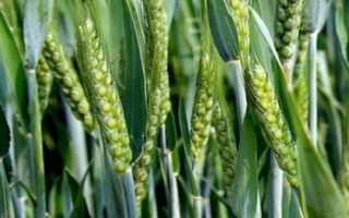 聯(lián)邦2號小麥種簡介，每畝適宜基本苗18～22萬