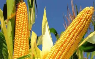 金東玉800玉米品種的特性，畝植密度2800～3000株