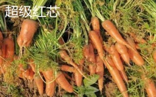 胡蘿卜是什么季節(jié)的蔬菜，屬于秋冬季蔬菜但一年四季可吃到