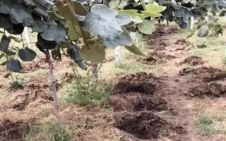 獼猴桃夏季怎么管理，病蟲梢、徒長枝要及時剪除