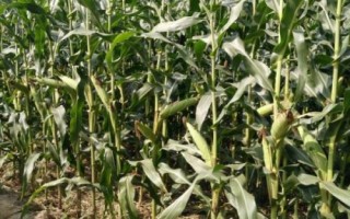 雄玉1587玉米品種的特性，每畝適宜密度4000株