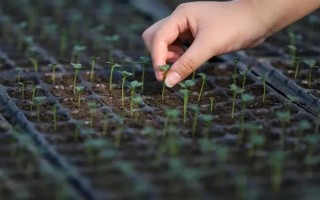 夏季蔬菜育苗要注意什么，及時(shí)分苗間苗可讓秧苗更粗壯